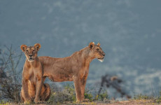 3-Day Greatest Masai Mara Safari