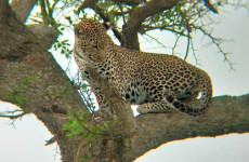 5 Days Kenya Lodge Safari