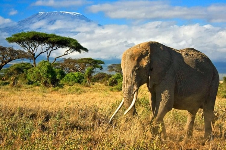 Amboseli National Park Resize