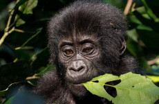 3 Days Gorilla Tracking in Uganda