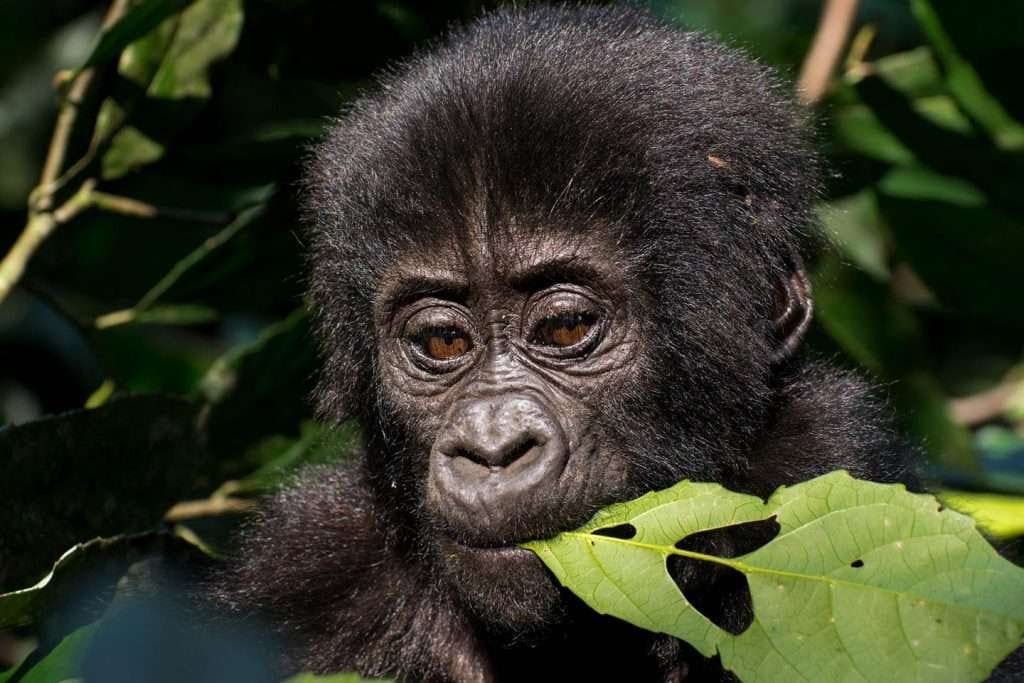 Baby Gorilla Trek Uganda 1024x683