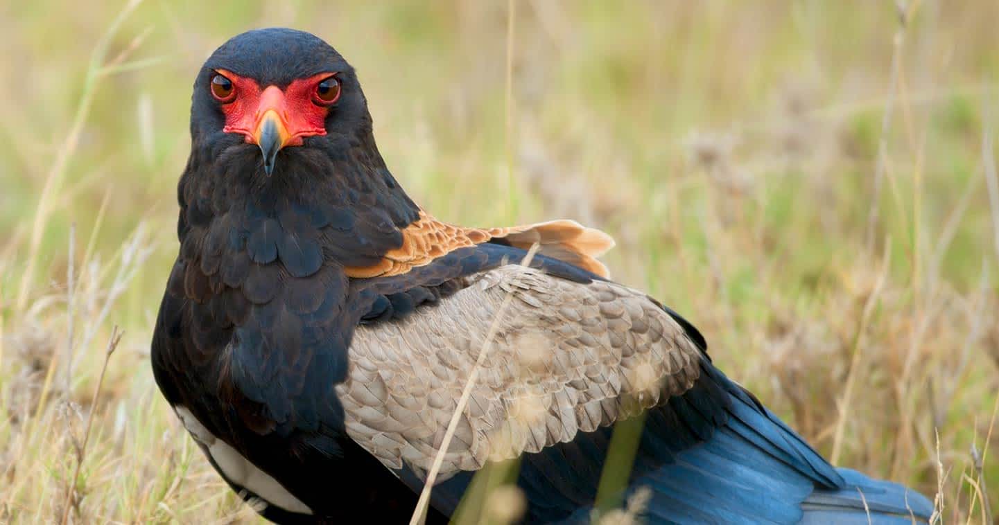 Bateleur Eagle Sarafu Travel