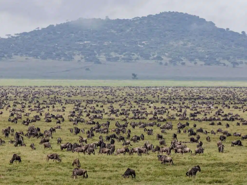 sarafu Travel
