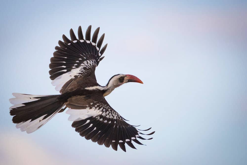 Birds Of Serengeti Sarafu Travel