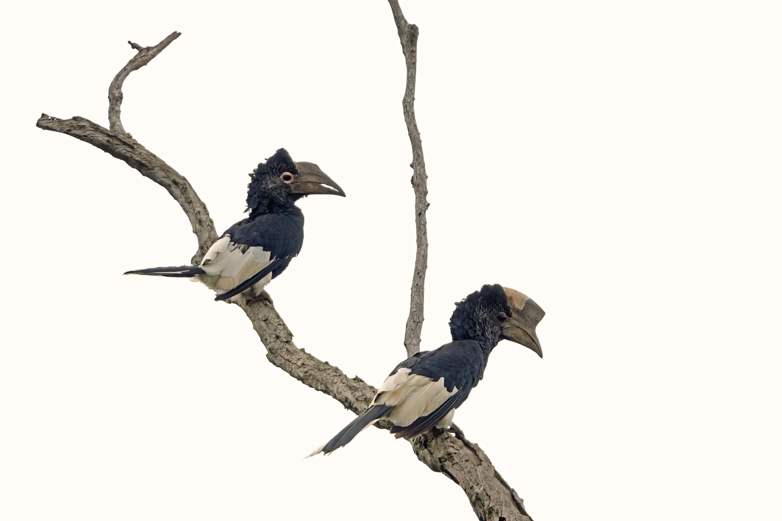 Black And White Casqued Hornbill (c) Bellbird