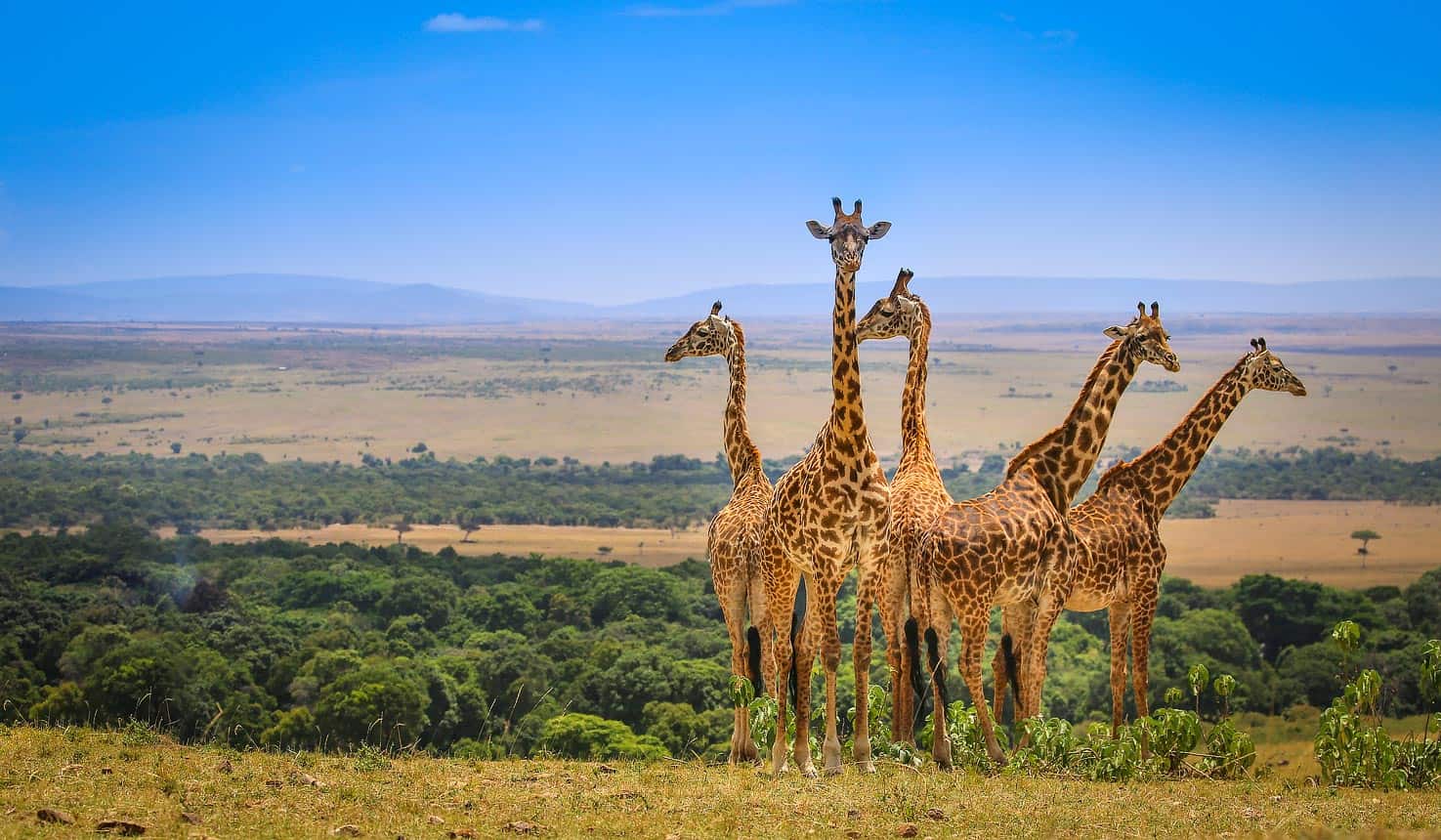 Masai Mara National Reserve