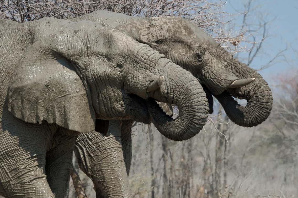 Etosha Heights Elephant