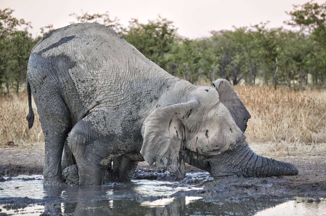 Etosha Heights Elephant 2