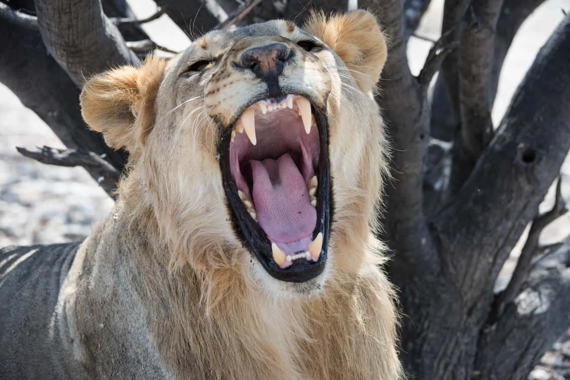 Etosha Heights Lion