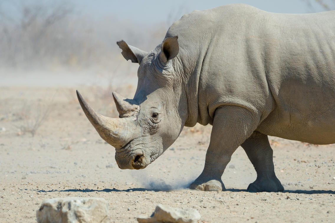 Etosha Heights Wildlife Rhino