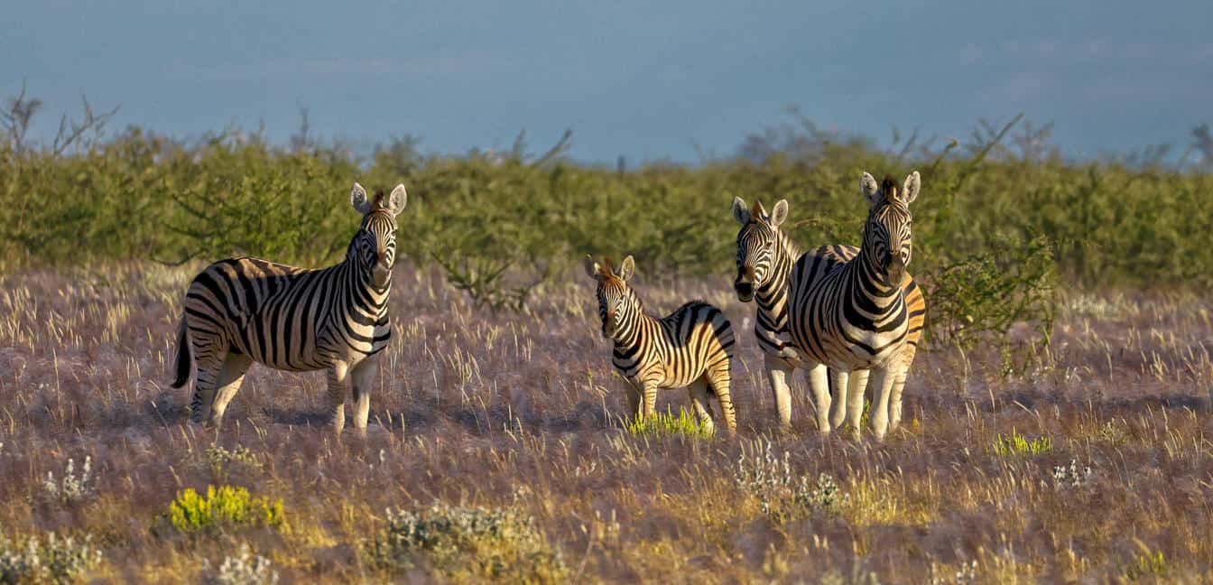 Etosha Heights Zebra