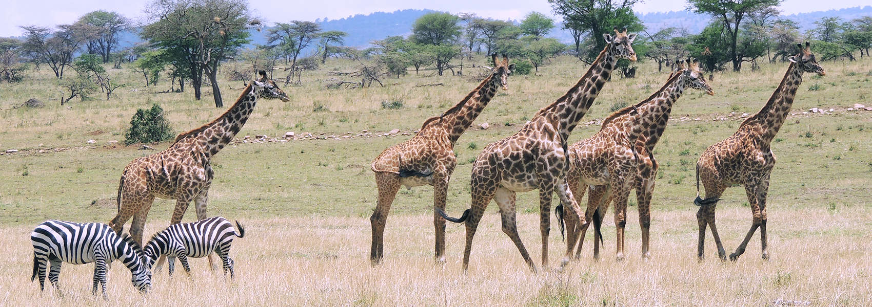 Giraffe And Zebra