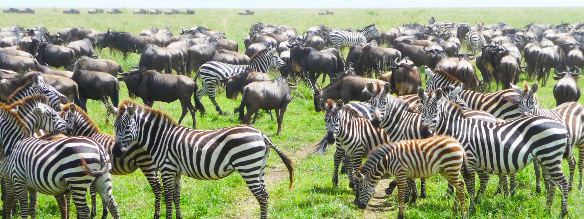 Great Migration Safaris 11