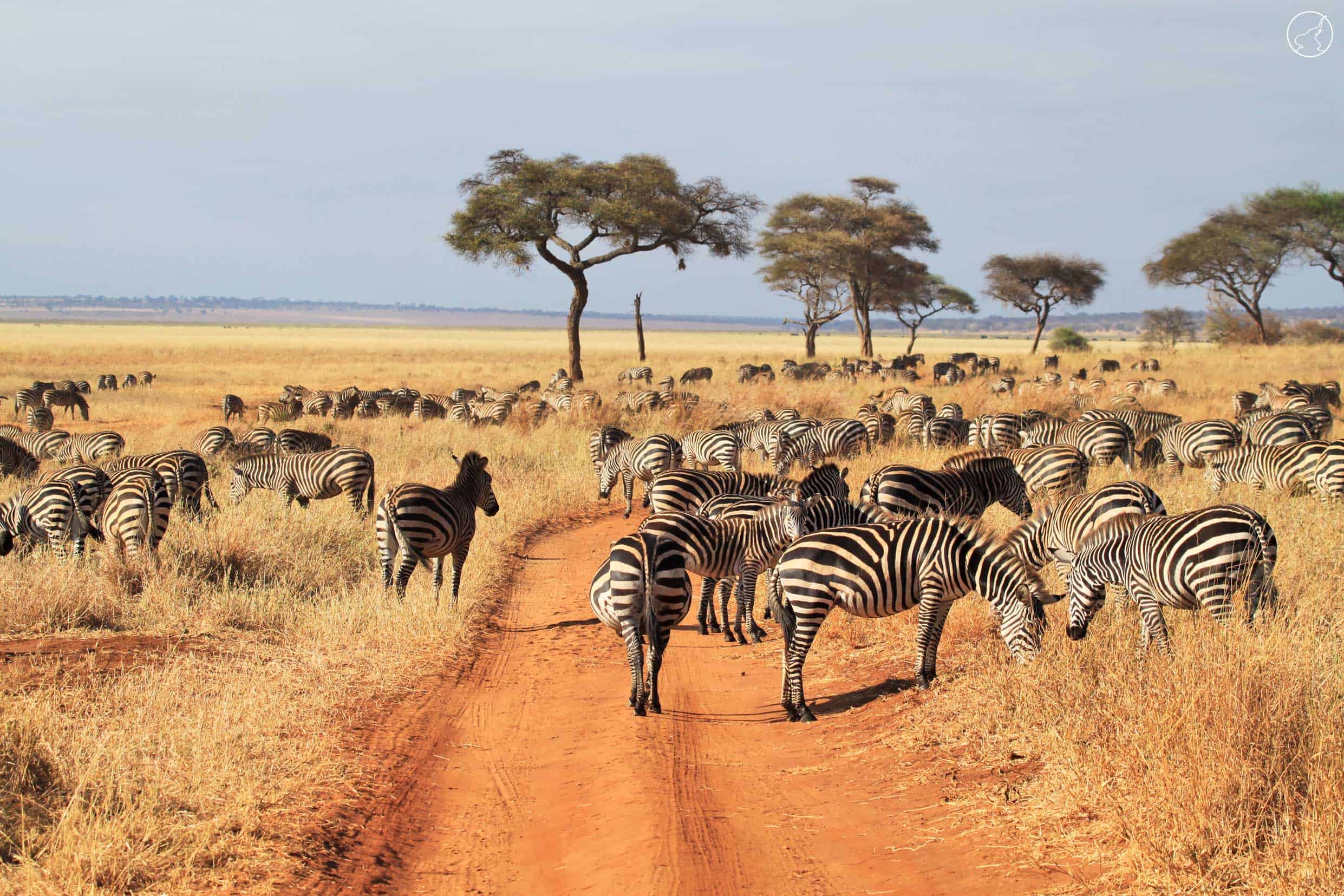 Herd Zebras Tarangire Park