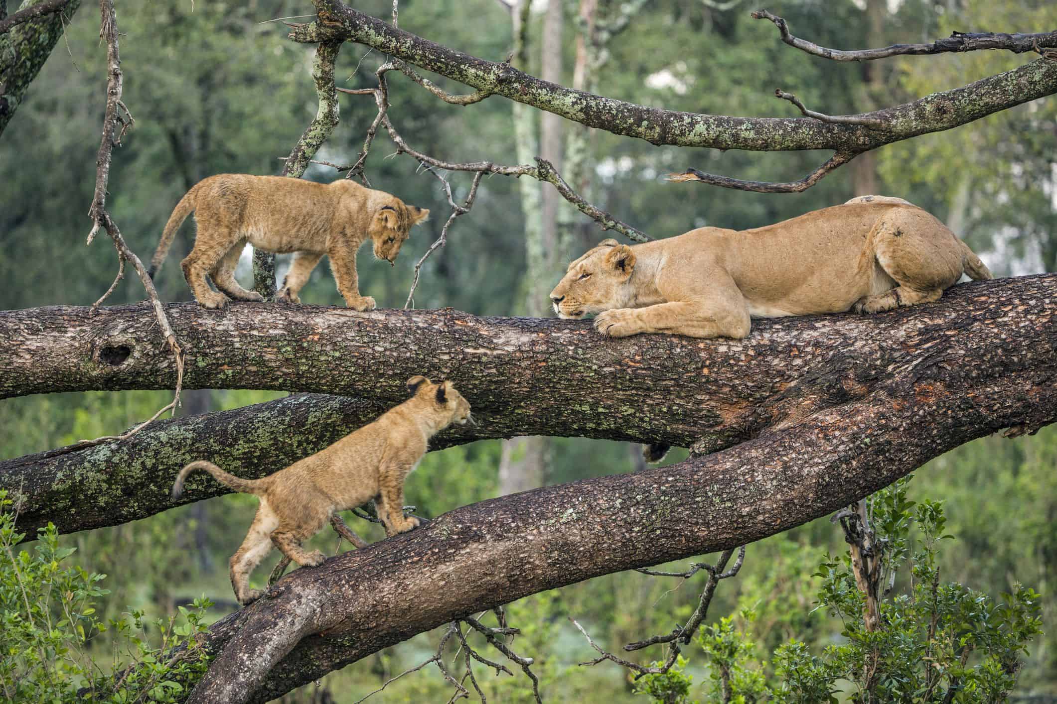 Lake Manyara National Park Sarafu Travel