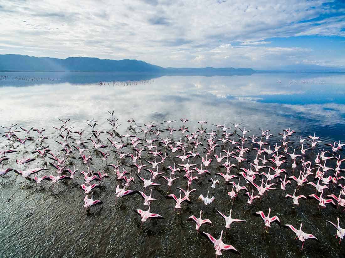 Lake Manyara Flamingos Sarafu Travel