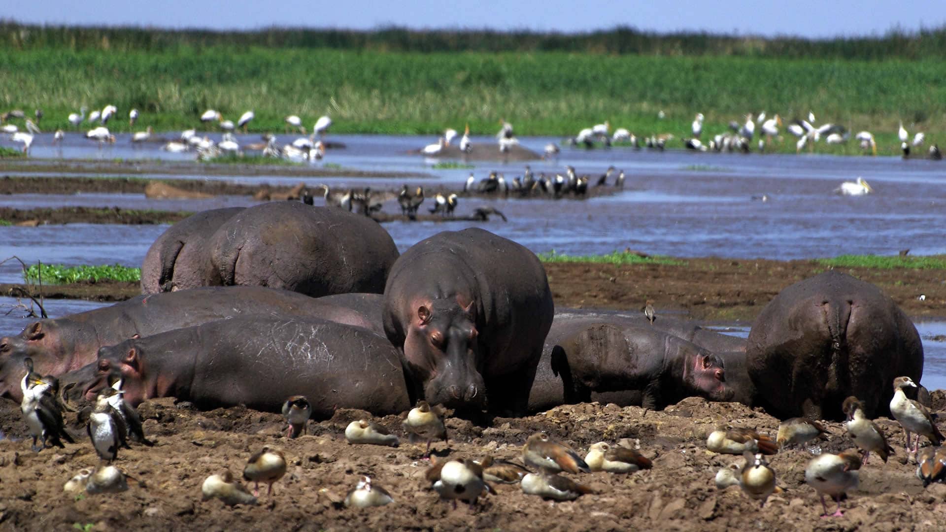 Lake Manyara National Park 1