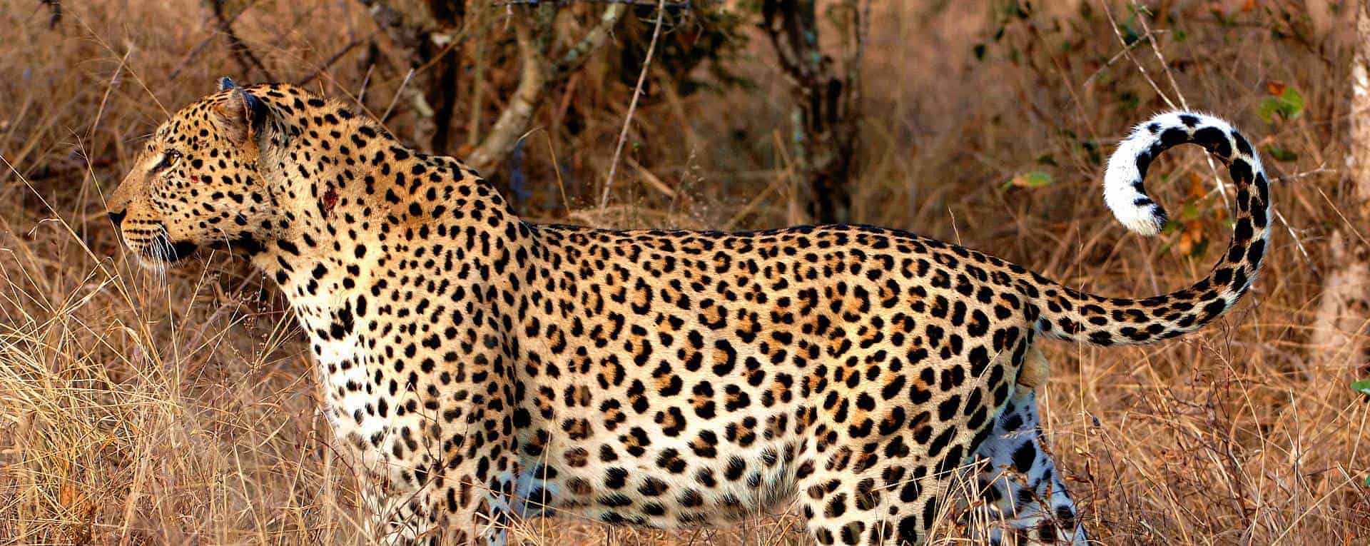 SARAFU TRAVEL