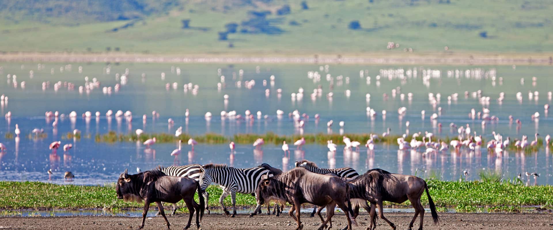 Ng Luxury Tanzania Safaris