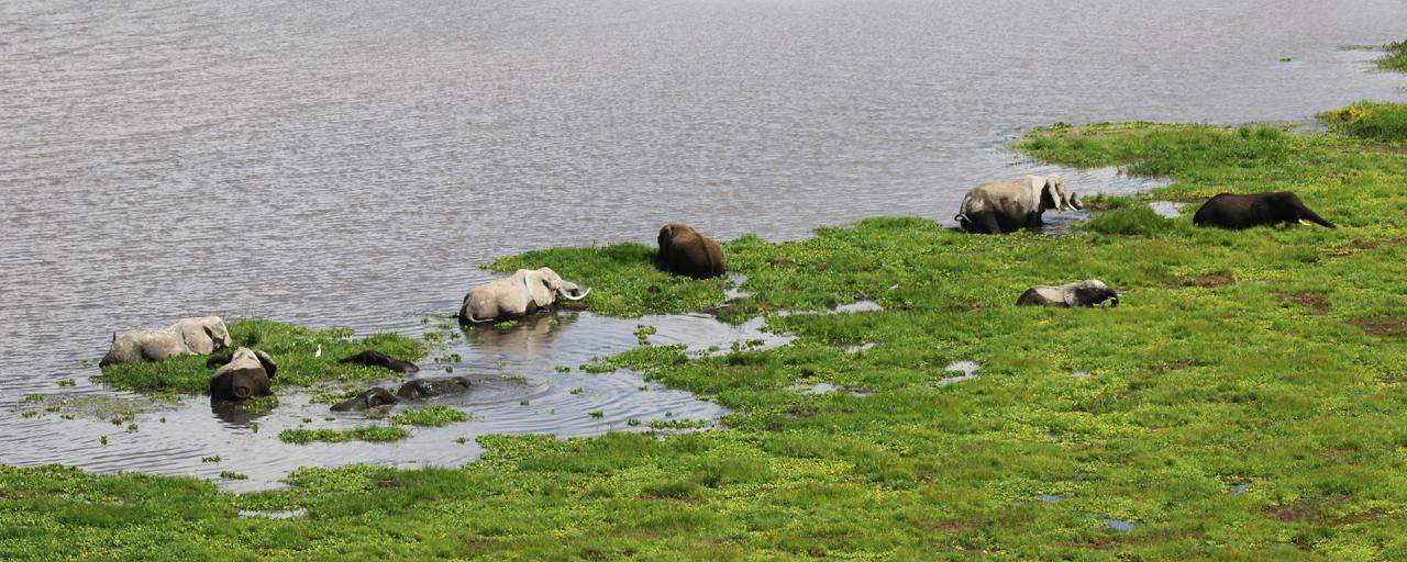 Paludi Swamp Amboseli Kenya Rominafacchi