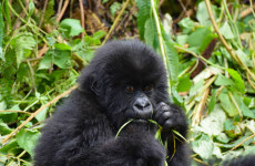 6 Days Uganda Gorilla Safari