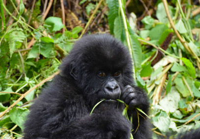 6 Days Uganda Gorilla Safari