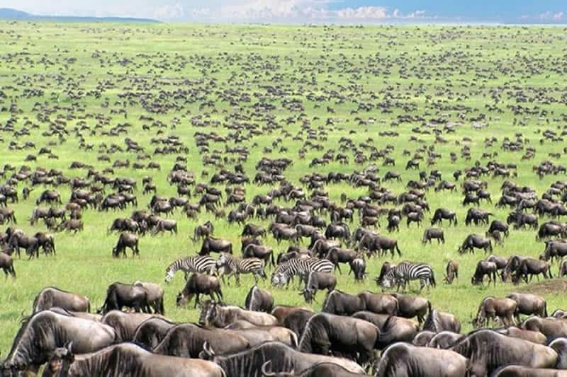 Remember Serengeti Sarafu Travel
