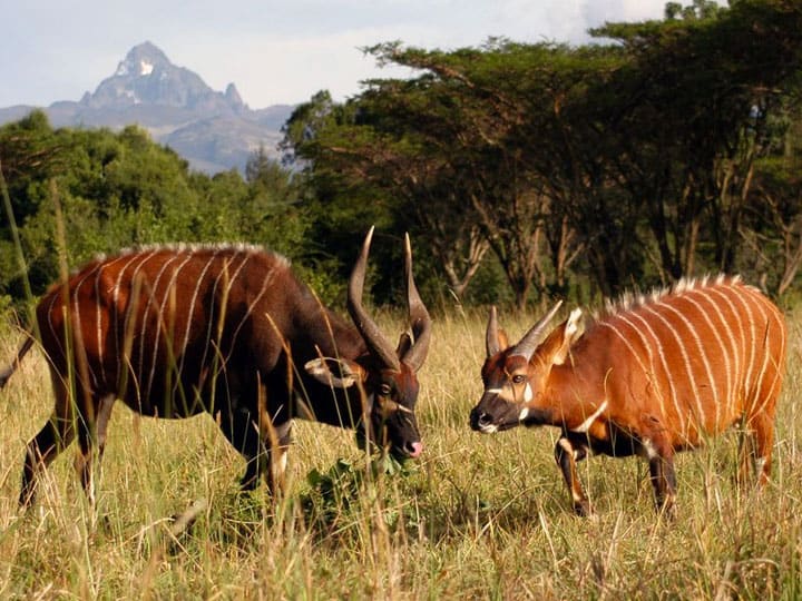Samburu National Reserve