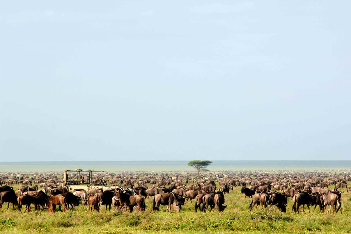 Tanzania Serengeti Sarafu Travel