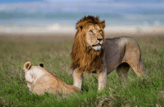 2-Day Tanzania Budget Camping Safari