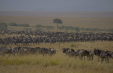 9 Days Serengeti Migration Safari (Calving Season)