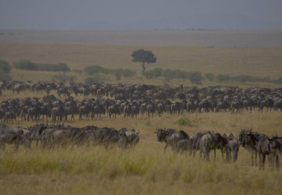 9 Days Serengeti Migration Safari (Calving Season)