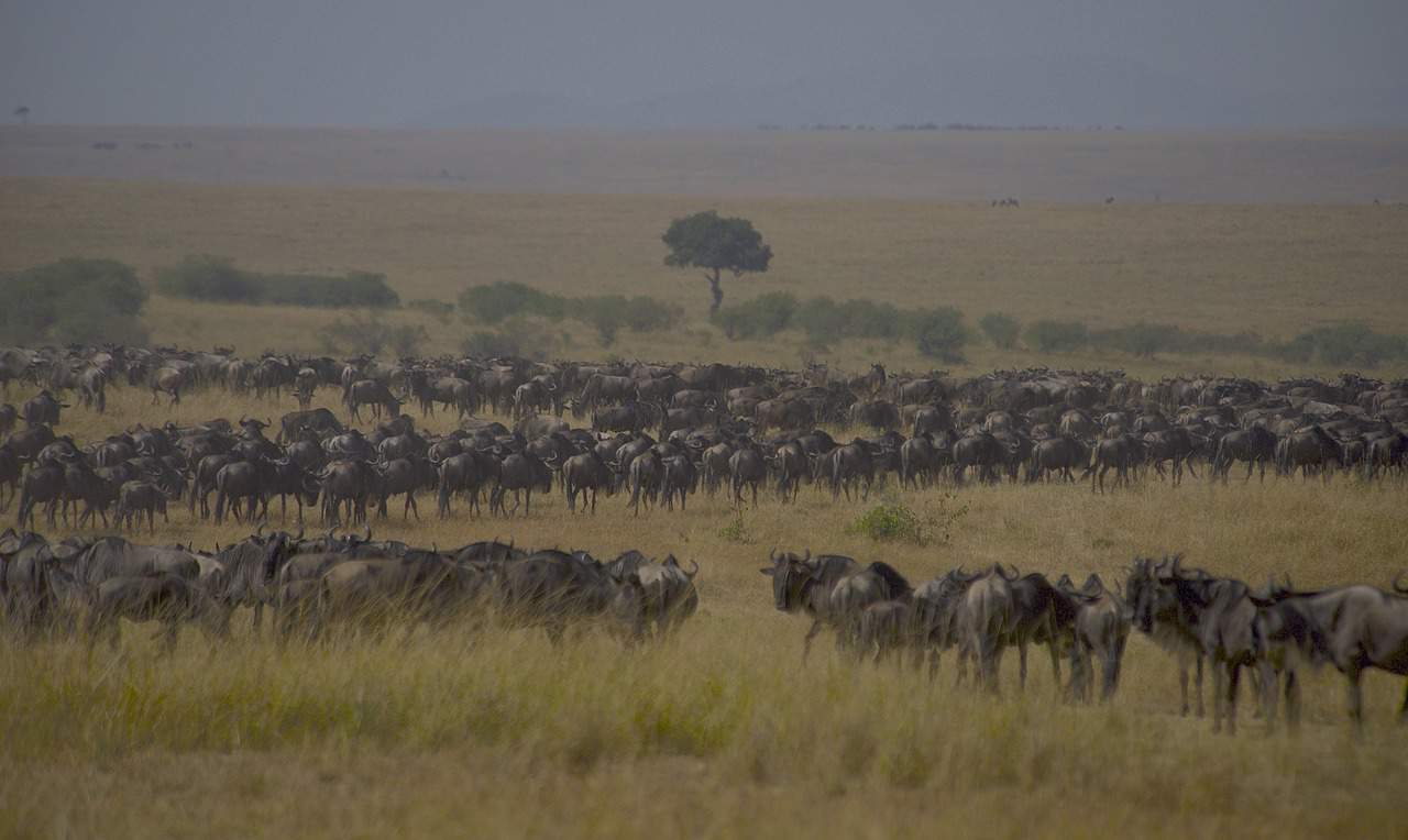 9 days calving season safaria