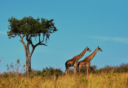 3-Day Tanzania safari (3 Days Tanzania Group Joining Safari)
