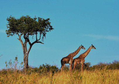 3-Day Tanzania safari (3 Days Tanzania Group Joining Safari)