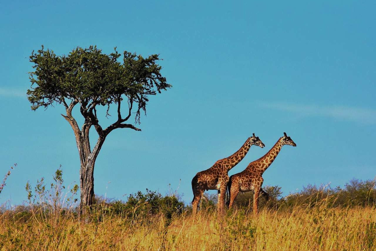 Wildlife G47b4ab06a 1280