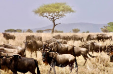 8 Days Tanzania Wildlife Safari & Zanzibar Beach Holiday