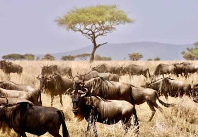 8 Days Tanzania Wildlife Safari & Zanzibar Beach Holiday