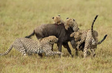 3 Days Masai Mara Migration Safari
