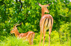 3-Days Ruaha National Park Safari