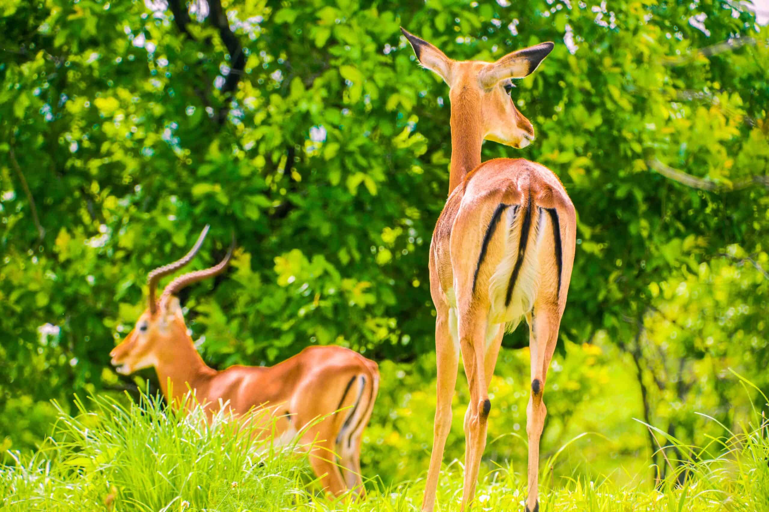 tragekaphus safari and tours