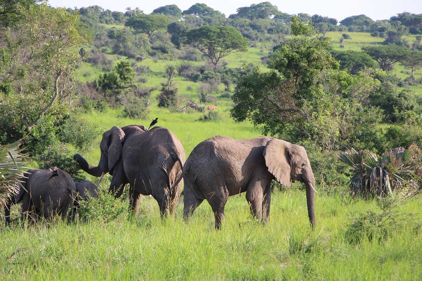 Elephants In Murchison Falls National Park