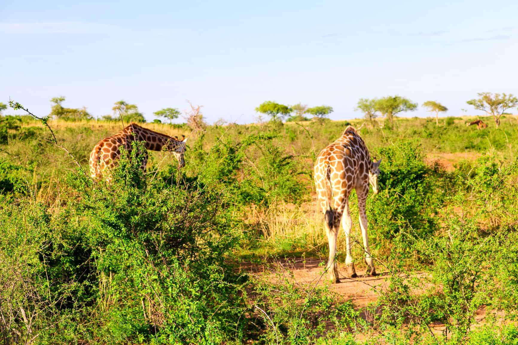 Giraffes In Murchison