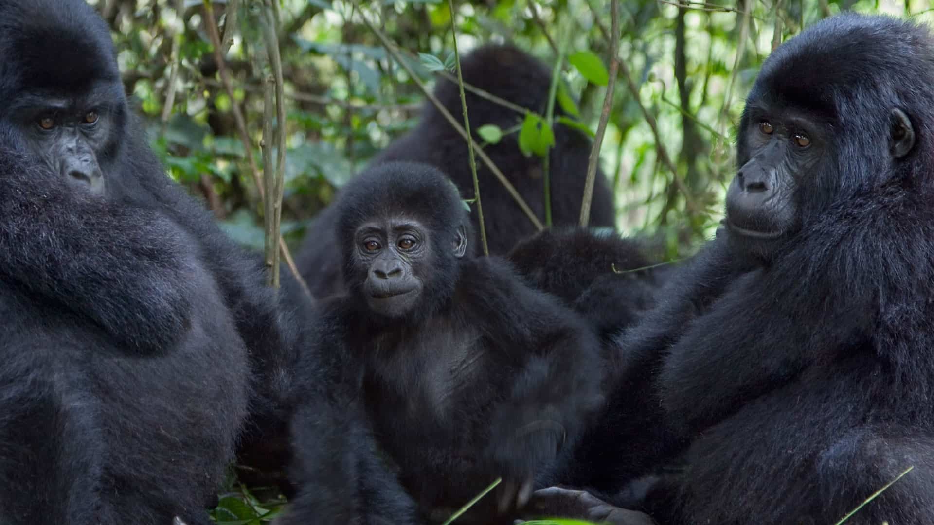 Gorillaz Uganda