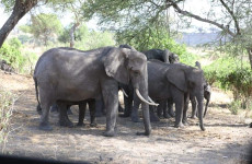 5 Days Tarangire, Manyara, Serengeti & Ngorongoro Safari