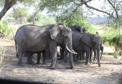 5 Days Tarangire, Manyara, Serengeti & Ngorongoro Safari