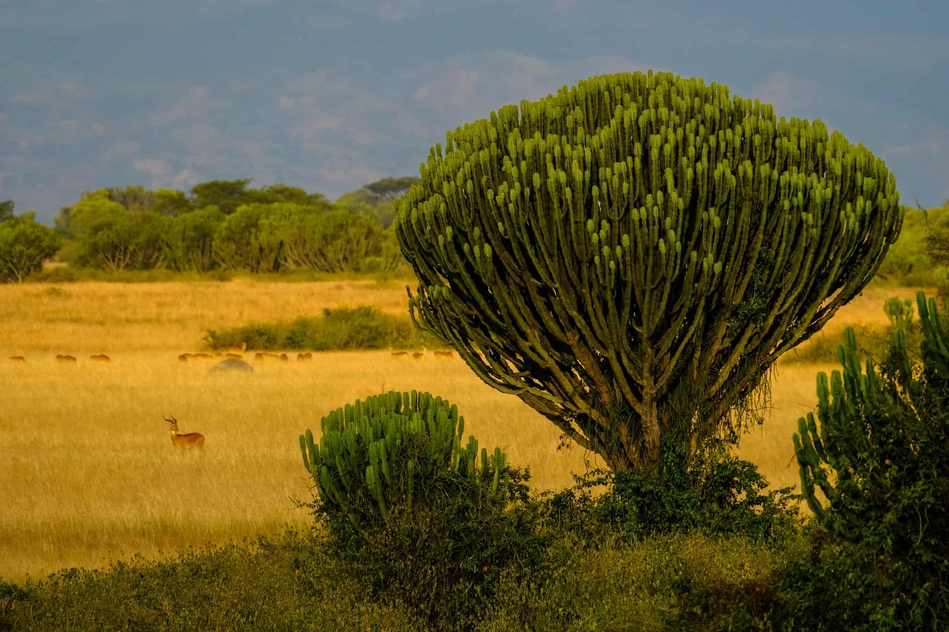 Kasenyi