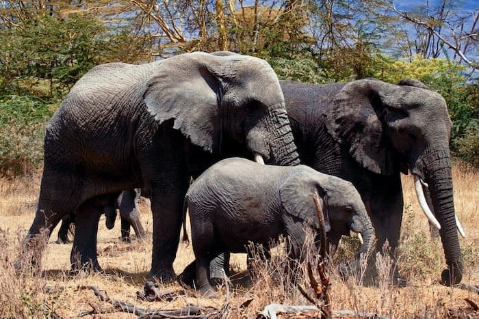 Tembo
