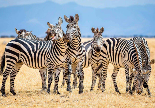 Tsavo 6