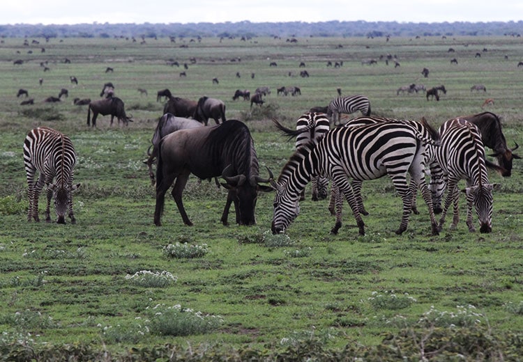 Zebra & Wildebeest Migration